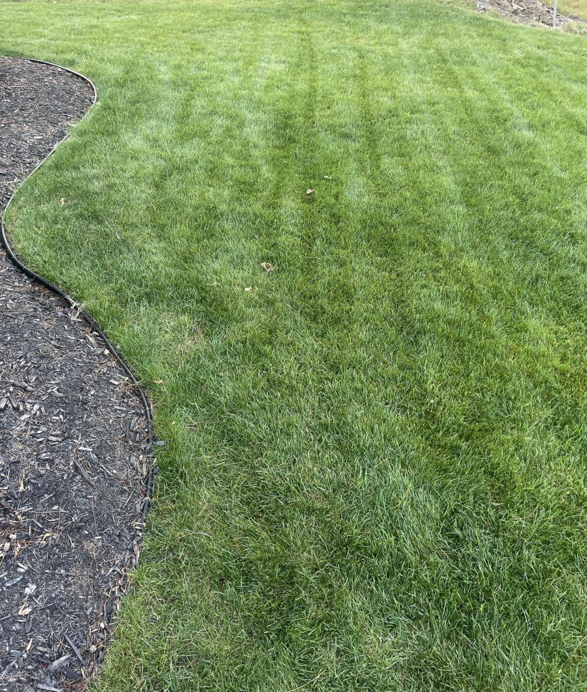 [Confession] I used pee on the lawn (MA) and its never looked better