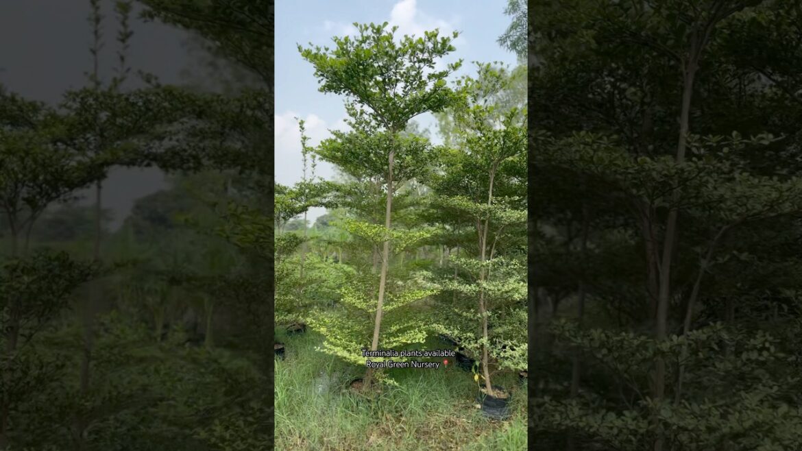 (Terminalia plants) 🪴 available ​⁠@Rgnursery | Service all india #nursery #supply #plants