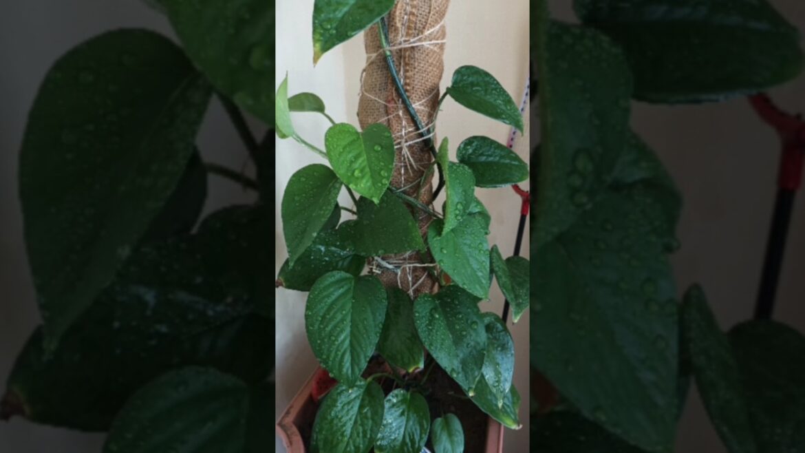 Home Gardening Trends for #garden #trending