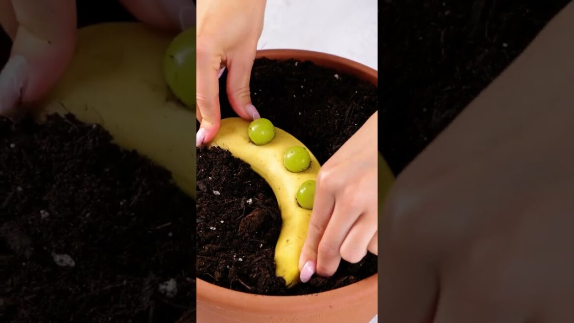 Why Every Gardener Should Bury a Banana in the Soil 🌱💡