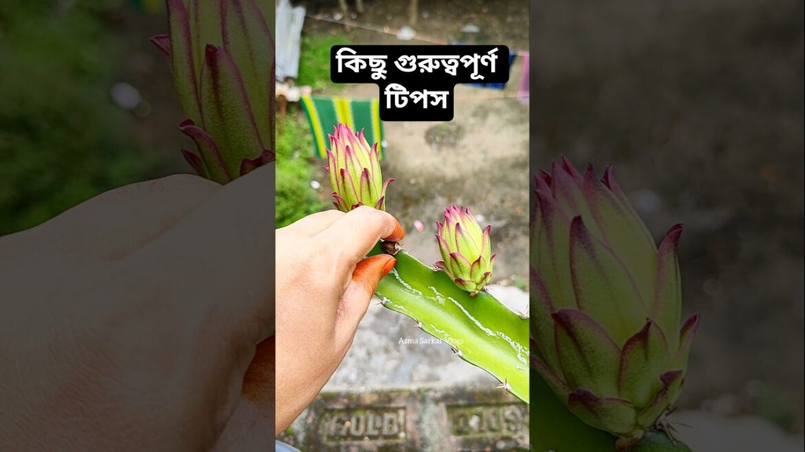 ড্রাগন গাছের কুঁড়ি ভেঙে দিলাম কেন ? Dragon Flower Care | Gardening Tips #dragon #viral #garden