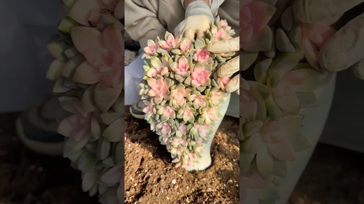 DIY Succulent Arrangement: Amazing Ideas for Your Home Garden Plants