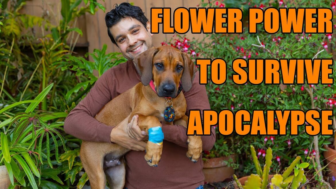 Solar storm survival starts with these flowers!