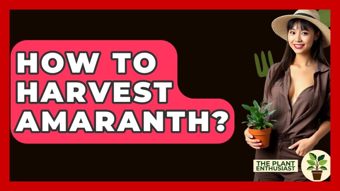How To Harvest Amaranth? – The Plant Enthusiast How To Harvest Amaranth? - The Plant Enthusiast