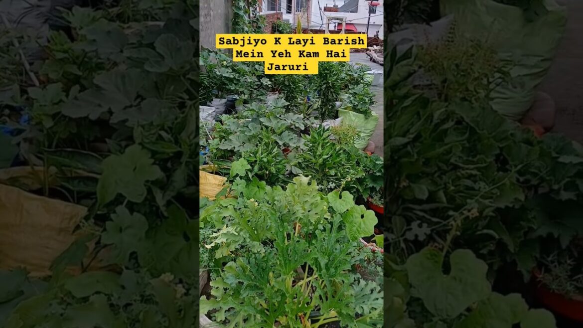 ਸਬਜ਼ੀਆ ਲਈ ਮੀਹ ਵਿੱਚ ਧਿਆਨ ਰੱਖਿਓ #terracegarden #rain #tips #vegetables #shorts @OrganicGardening1918 ਸਬਜ਼ੀਆ ਲਈ ਮੀਹ ਵਿੱਚ ਧਿਆਨ ਰੱਖਿਓ #terracegarden #rain #tips #vegetables #shorts @OrganicGardening1918