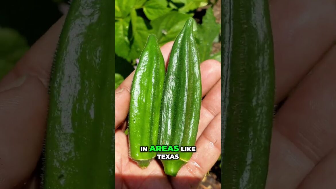 California Gardening: June Okra Harvest! 🌿 Growing Jambalaya Okra for Big Garden Success! June Okra Harvest! 🌿 Growing Jambalaya Okra for Big Garden Success!