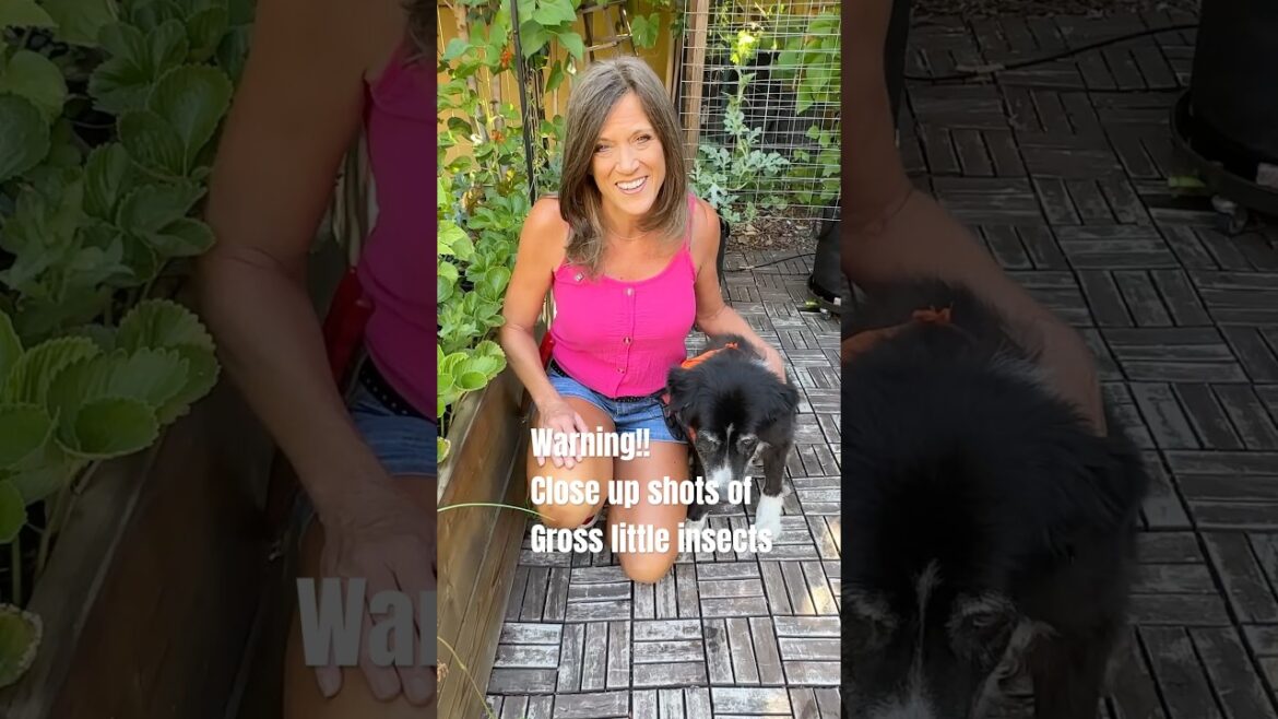 Do not Ignore These Insects