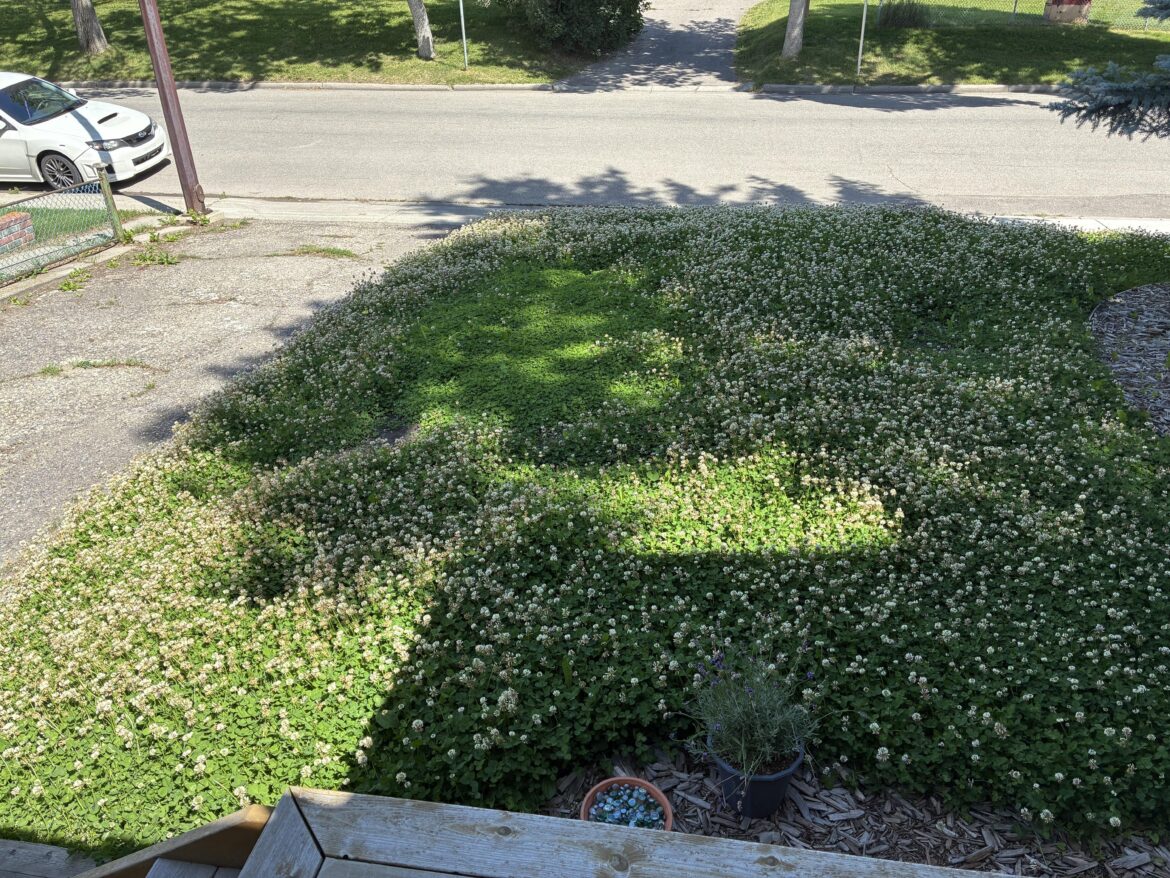 Best way to mow without murdering all of the bees?