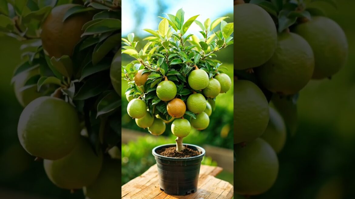 Guava Grown at Home in a Pot | Easy Container Gardening Success!