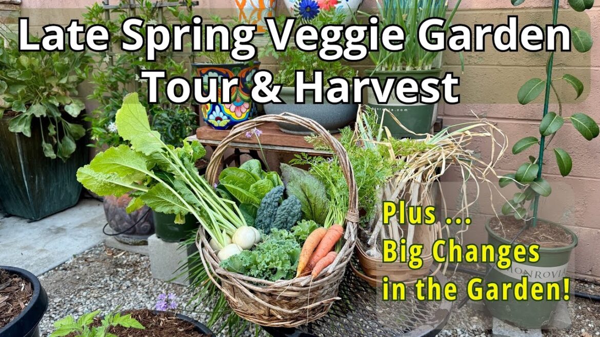 Small Garden Tour & To Dos | Big Changes |Container Vegetable Gardening