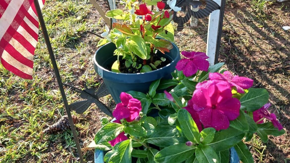 Traditional Home: My 1st Cozy Porch Container Garden & Lawn Container Garden I New Flowers Added