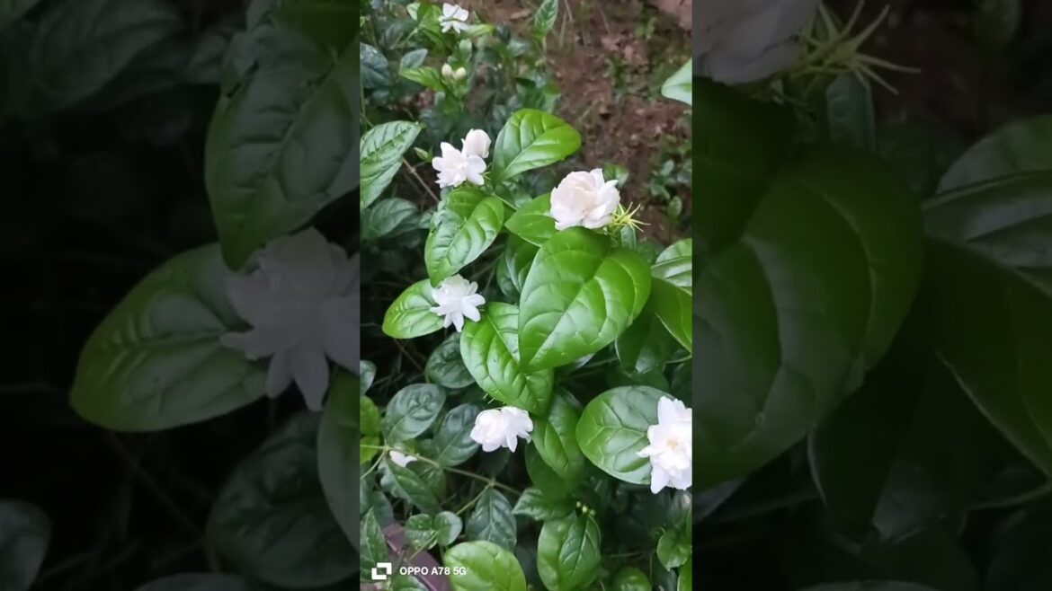 jasmine#Gardening#garden#trends