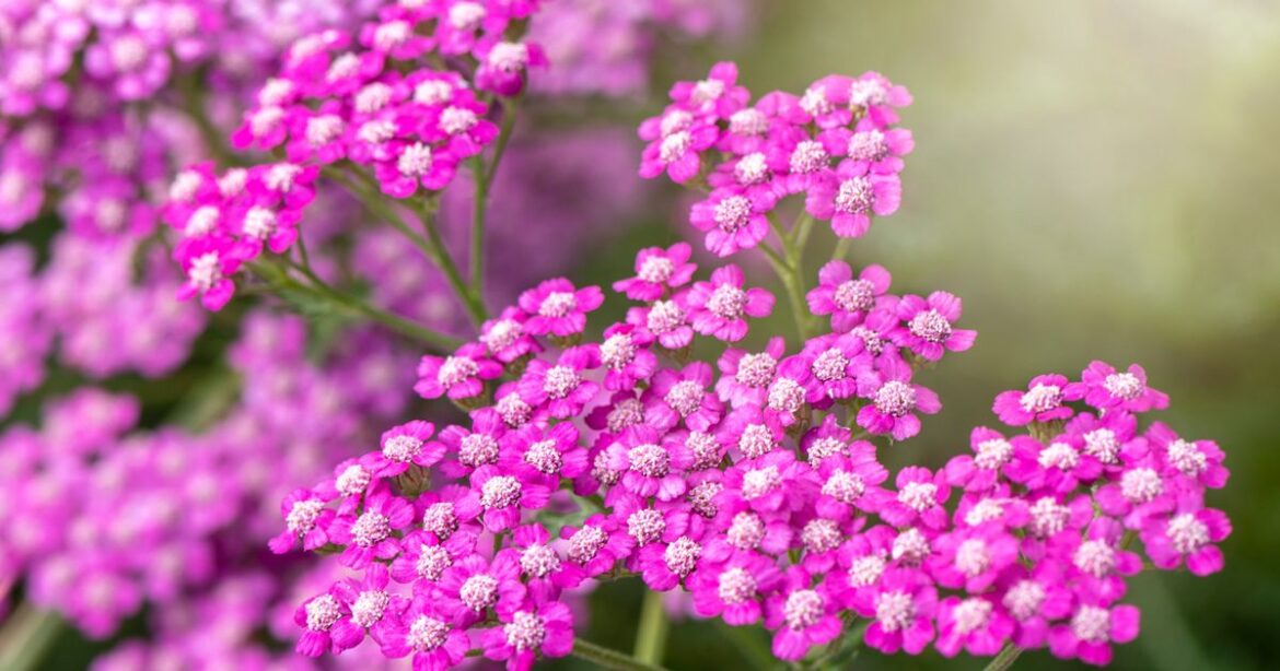 Full list of 23 plants that thrive even in UK’s hottest heatwaves Ipso logo