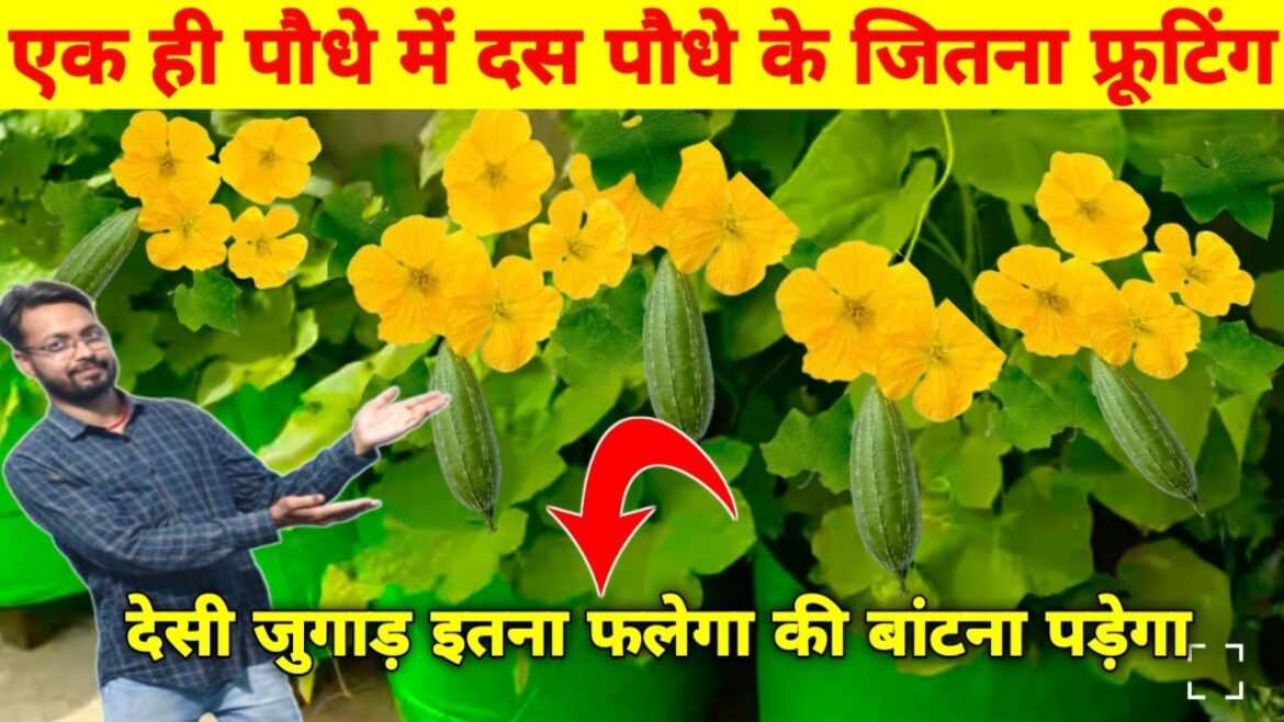 Ek Hi paudhe mein 10 paudhe ke jitna fruiting kaise len | vegetable gardening best ideas for home