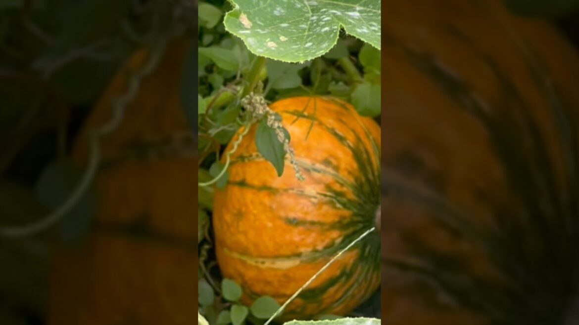 Japanese Pumpkin #follow #subscribe #ofw#abroad #gardening
