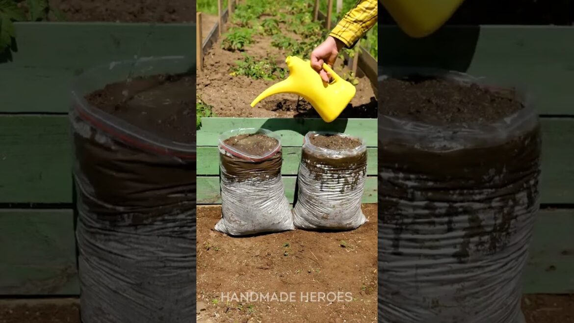 Incredibly Inventive Plant Growing Techniques You Need to Try! 🌿✨ Incredibly Inventive Plant Growing Techniques You Need to Try! 🌿✨