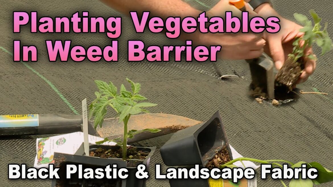 Weed-free Vegetable Gardening: Planting in Plastic and Landscape Fabric