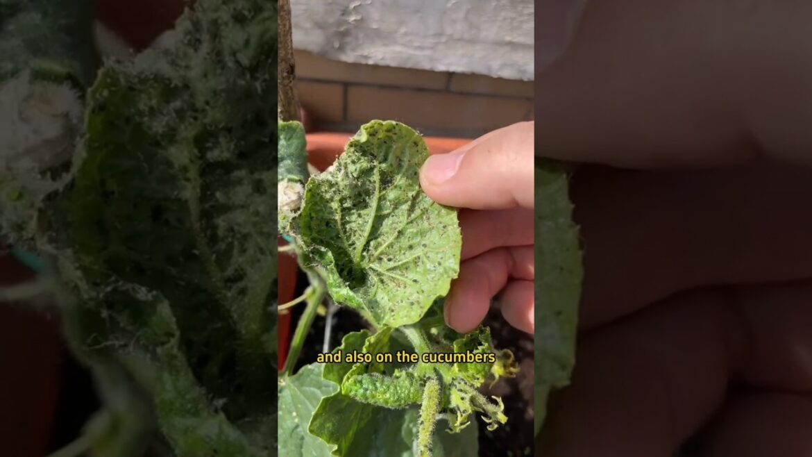 aphids solutions #garden #greenchoices #gardeningsupplies #gardendelight #homegardening #farming aphids solutions #garden #greenchoices #gardeningsupplies #gardendelight #homegardening #farming