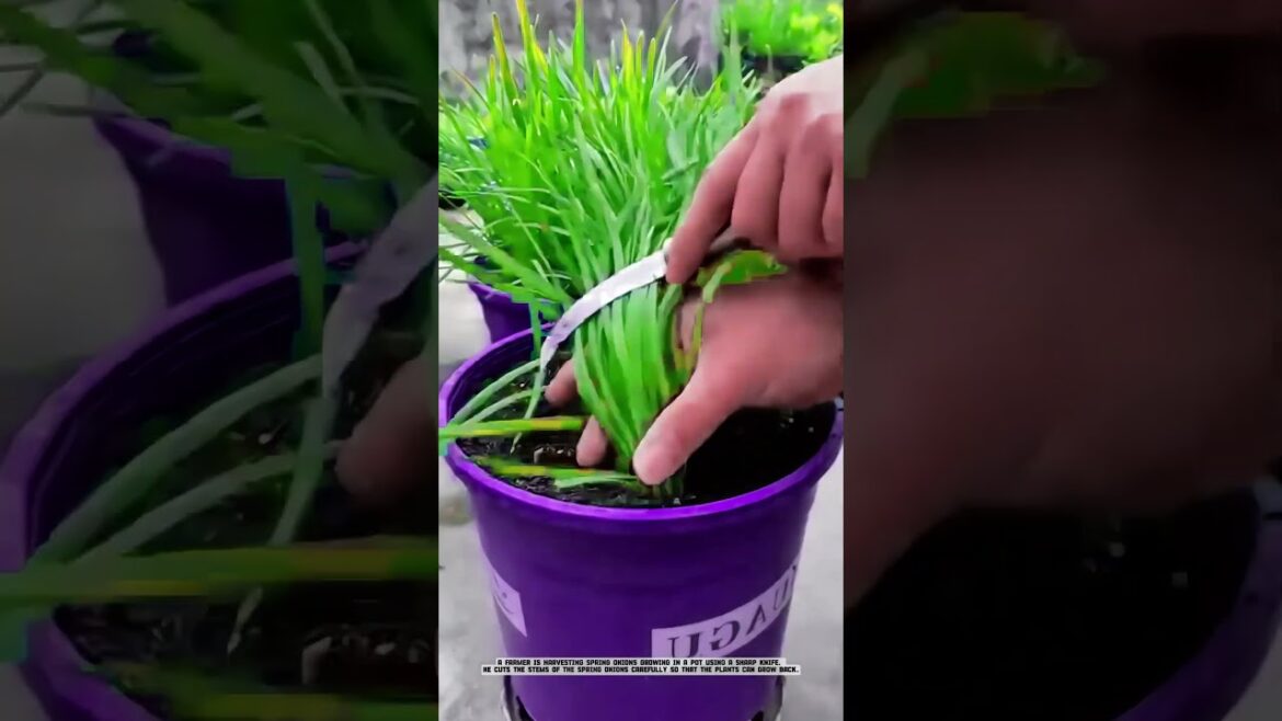 Premium Hydroponic Harvest: Fresh Vegetables Directly from the Modern Farming Greenhouse!