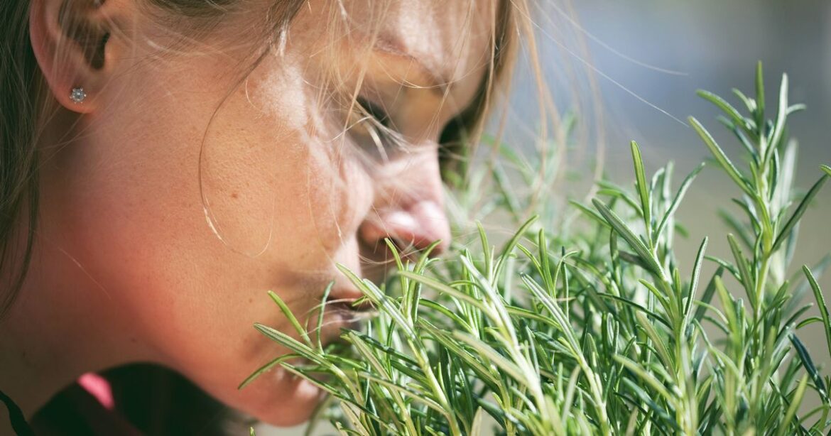 Everyday error is ruining your rosemary plant as gardening expert urges Brits to stop Ipso logo