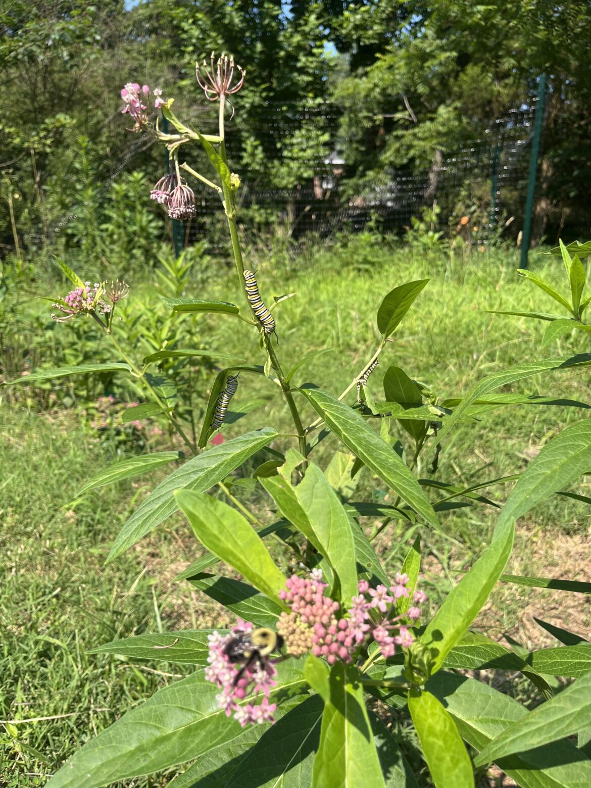 My milkweed brings all the pollinators to the yard