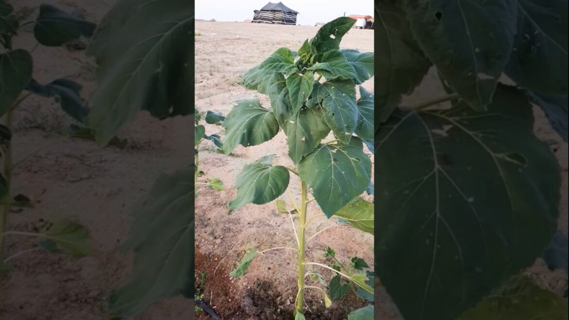 Modern way of planting sunflower seedlings/আধুনিক ভাবে সূর্য মুখী চারা রোপন#agriculture#agro