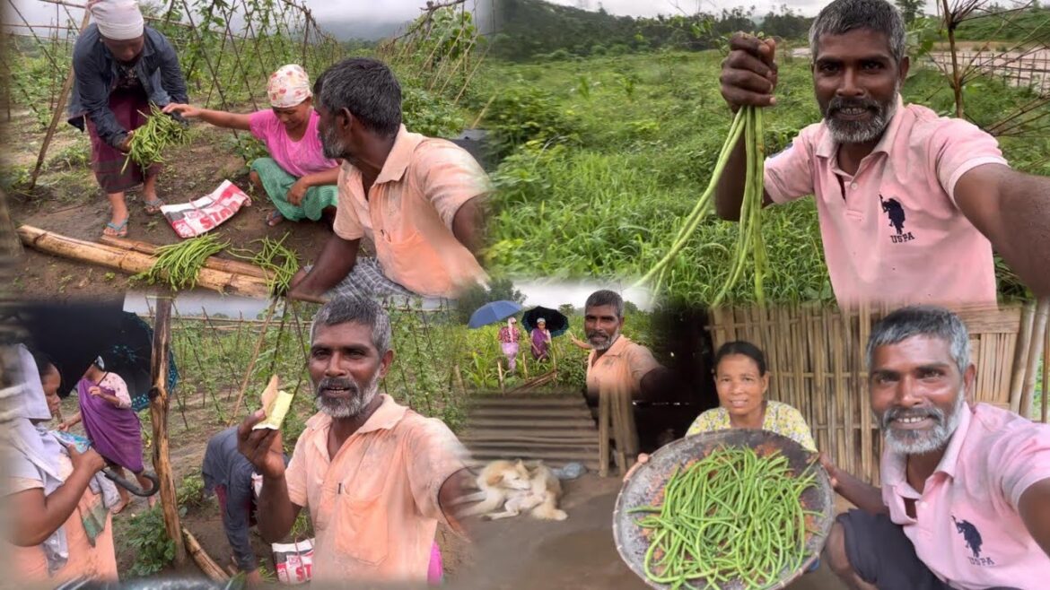 Long Beans Bagan Per Bikri Ho Gaya | vegetable gardening vlogs
