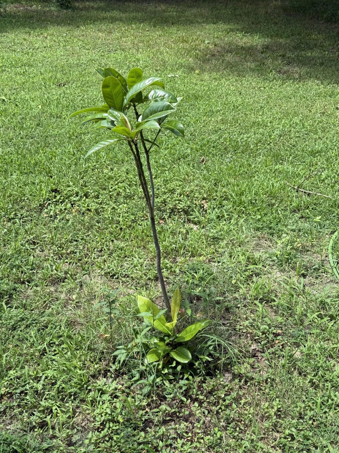 Southern magnolia sapling help