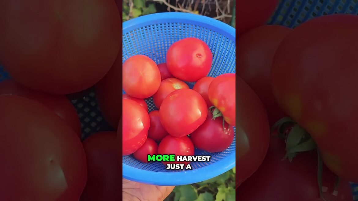 California Gardening: Single Stem Tomatoes π
| Maximize Your Tomato Harvest with This Simple Trick! Single Stem Tomatoes π
| Maximize Your Tomato Harvest with This Simple Trick!