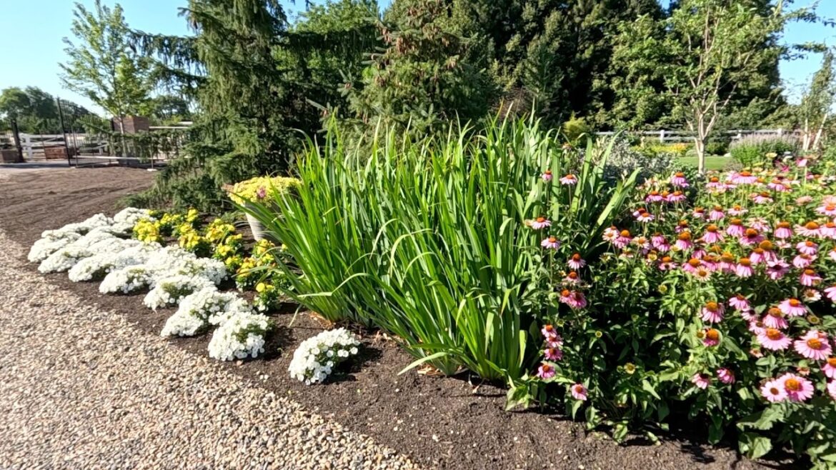 Planting 5 Varieties of Perennial for Full Sun! ☀️🌿😎 // Garden Answer