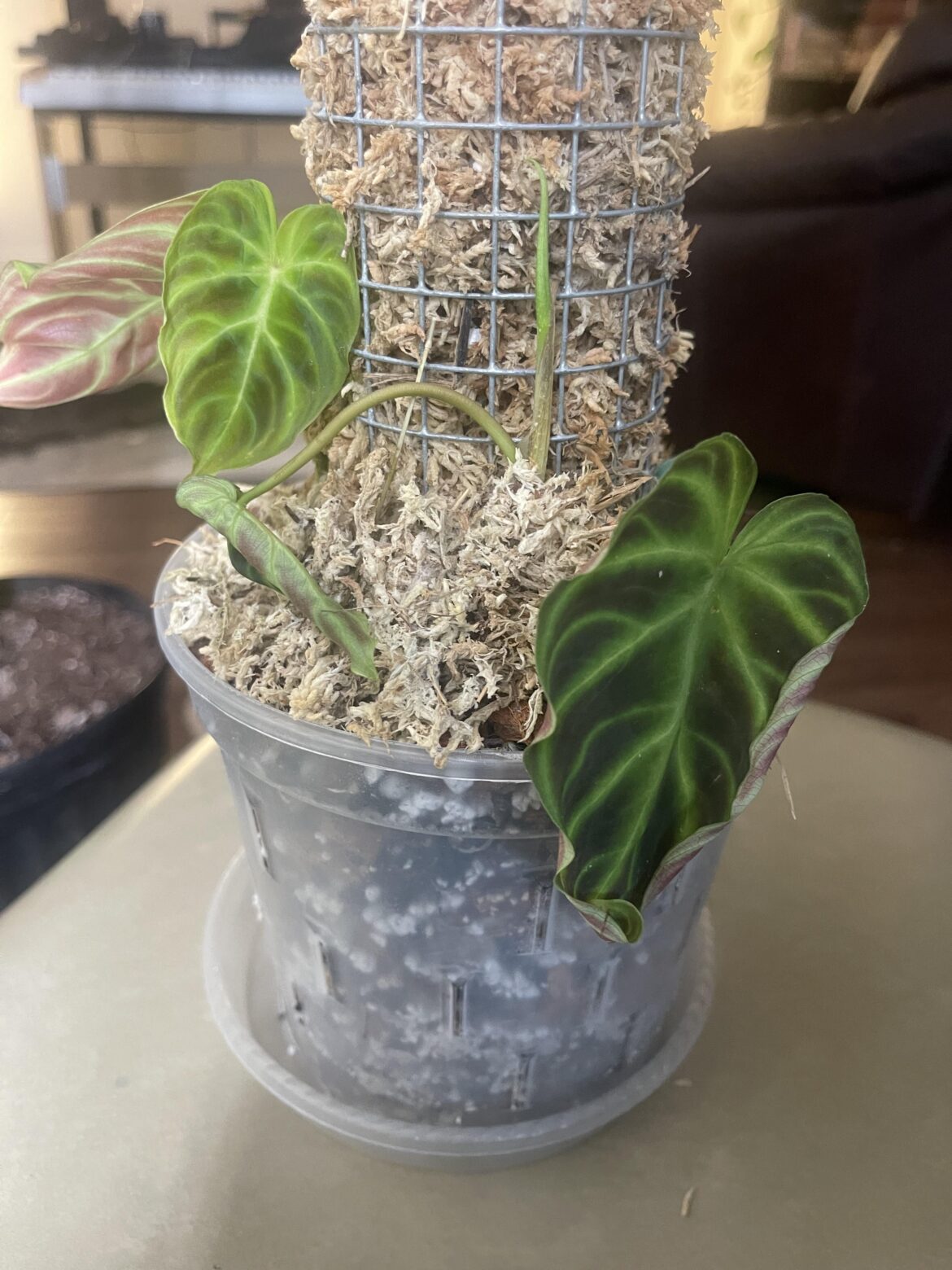 Need help with verrucosum repot! Need help with verrucosum repot!