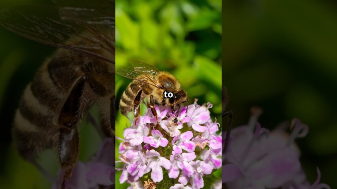 My flowers were ghosting me... 👻 #shorts #pollinators  #containergardening #containergardeningtips