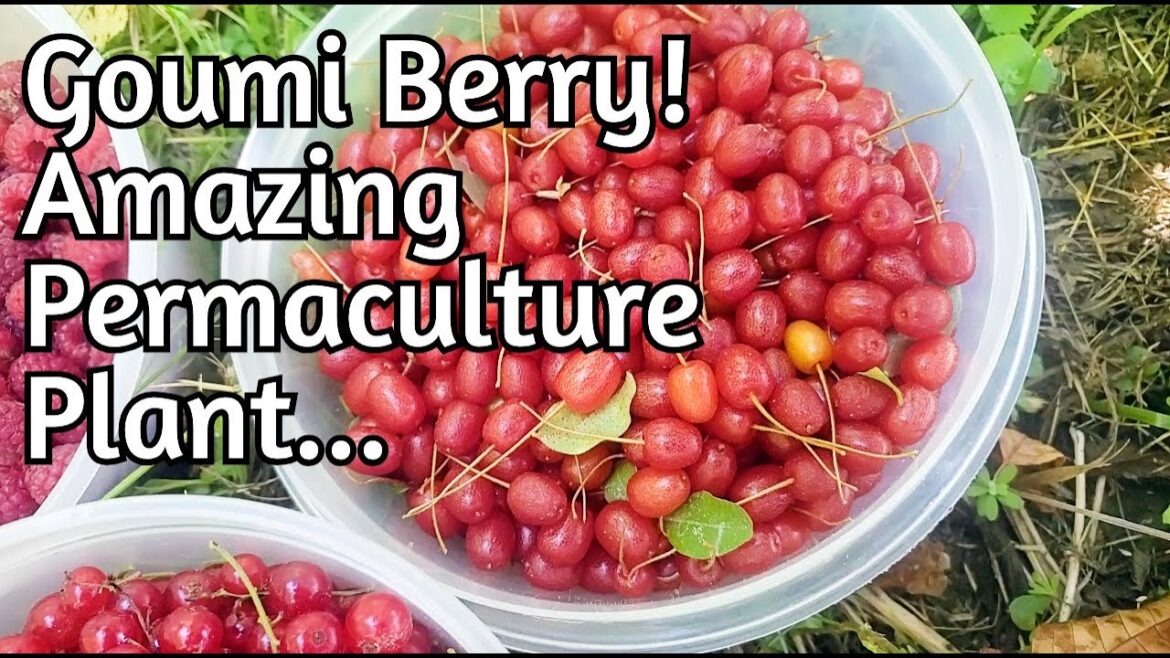 Goumi:  Superfruit Planting Considerations