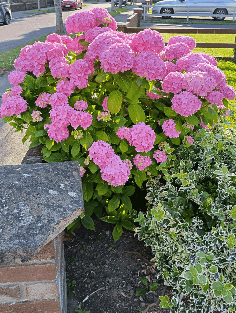 What's the best way to get a cutting from this and plant it in my garden