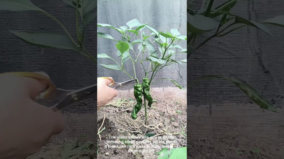 Pick ripe peppers carefully to encourage continuous growth and fresh supply.