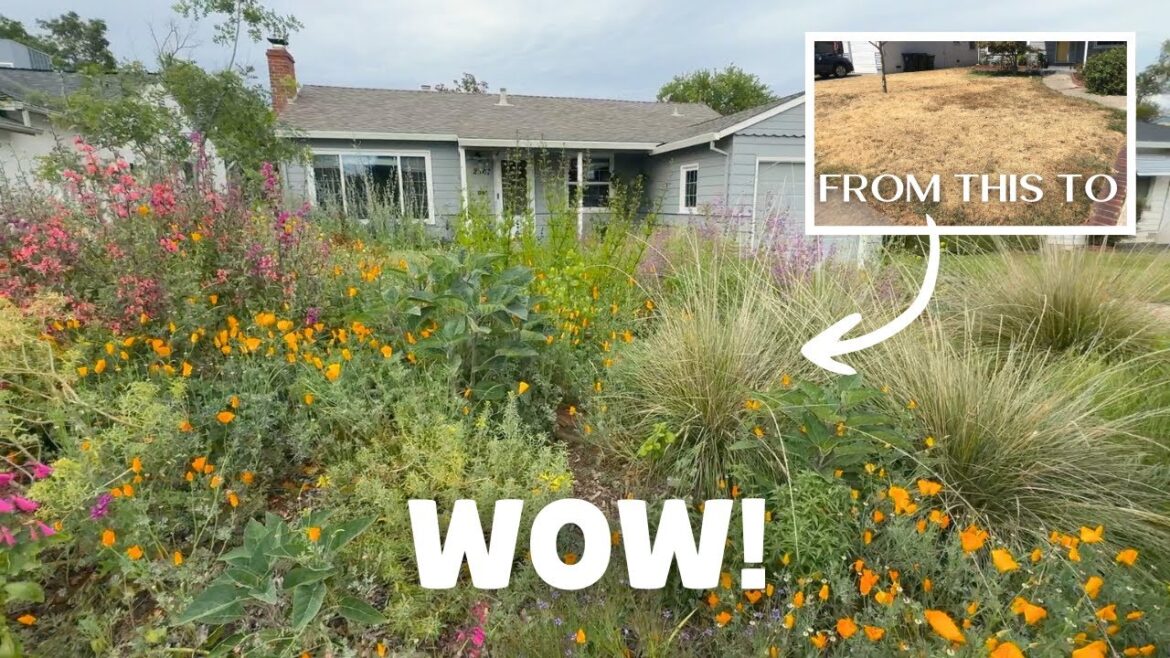 Before and AFTER! The Most Incredible Native Garden Tour Shows Us What Natives Can Do! Before and AFTER! The Most Incredible Native Garden Tour Shows Us What Natives Can Do!