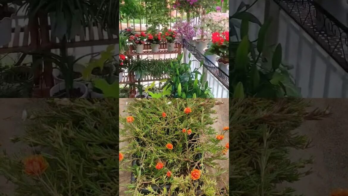 Beautiful table rose#shortsfeed #shorts #trending #garden #gardening