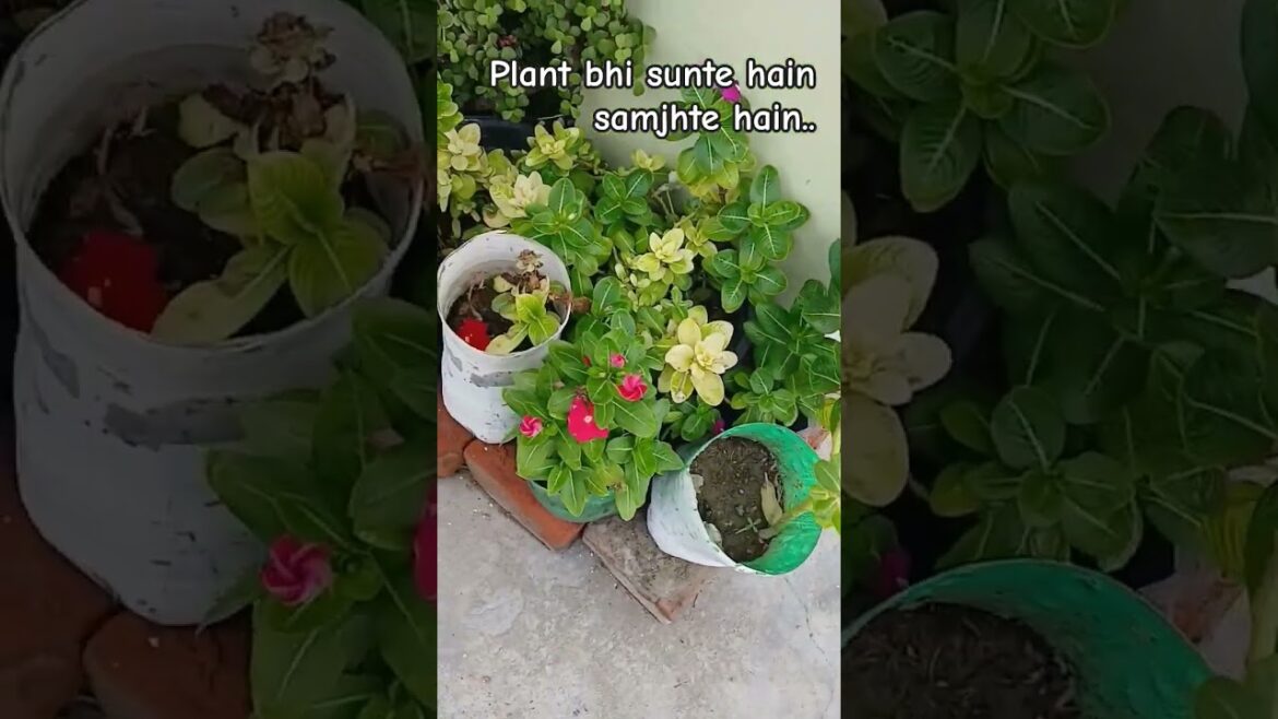 #garden #gardening #gardeningtips #garden #garden #gardening #gardeningtips #garden