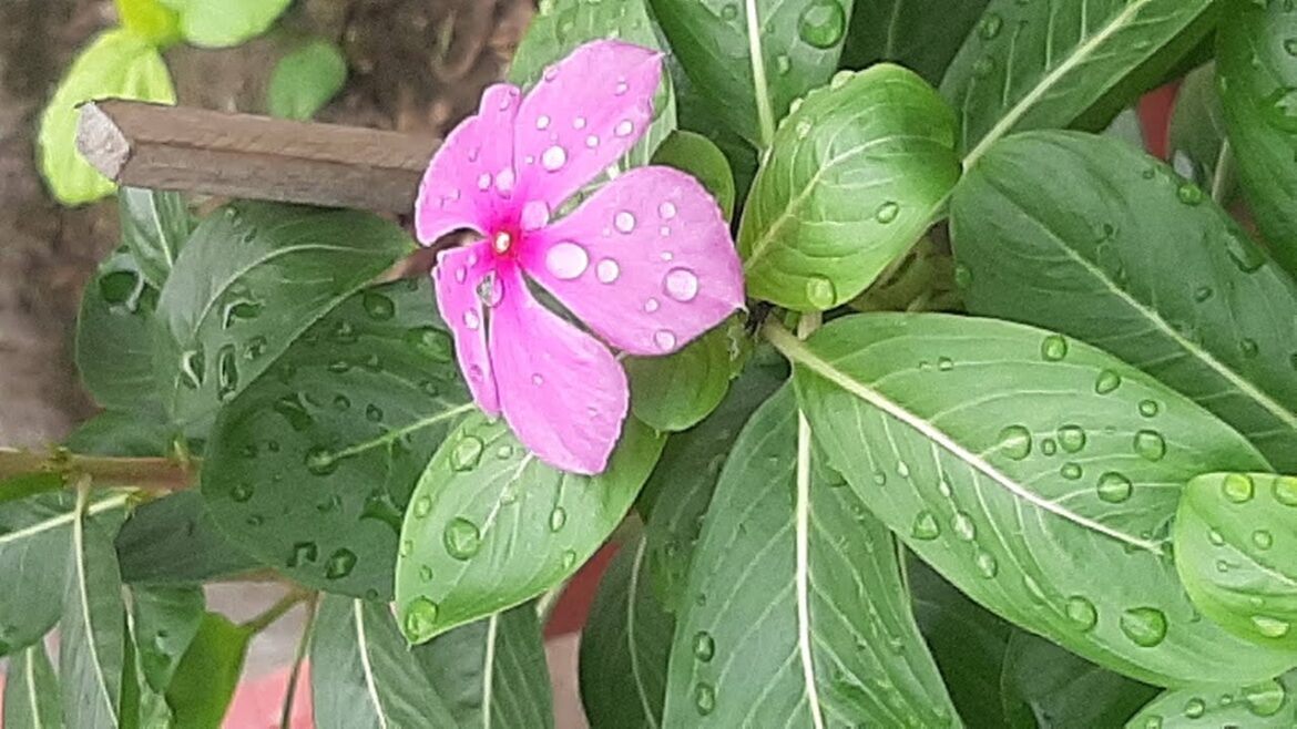 We tried the 2025 gardening trends for the monsoon #gardning #grrrr