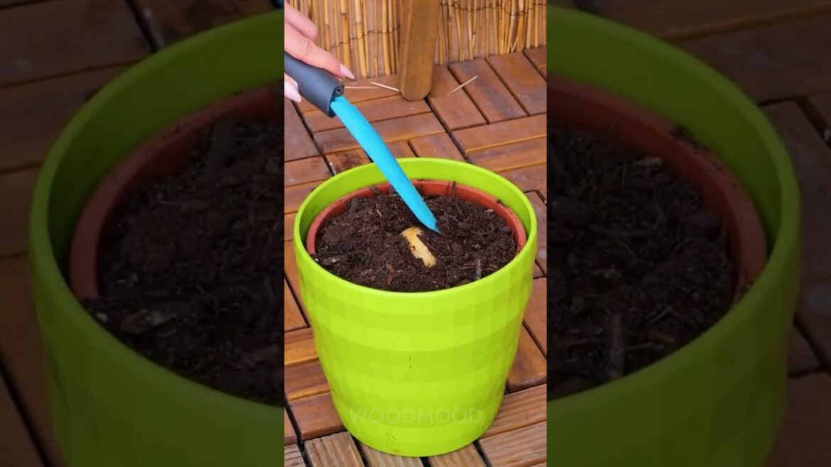 4 Cheap and Effective DIY gadgets for your garden! 🌳 4 Cheap and Effective DIY gadgets for your garden! 🌳