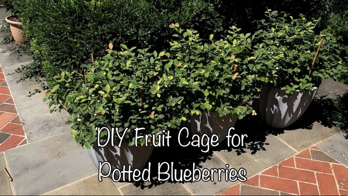 DIY Fruit Cage for Potted Blueberries