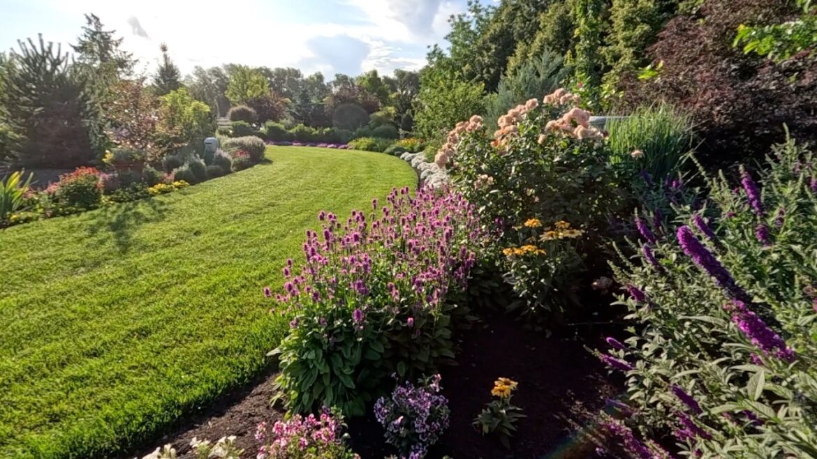 A Bunch of Weeding, Planting a Larch & Making Blackberry Cheesecake Ice Cream! 🌱🌳🍨 // Garden Answer