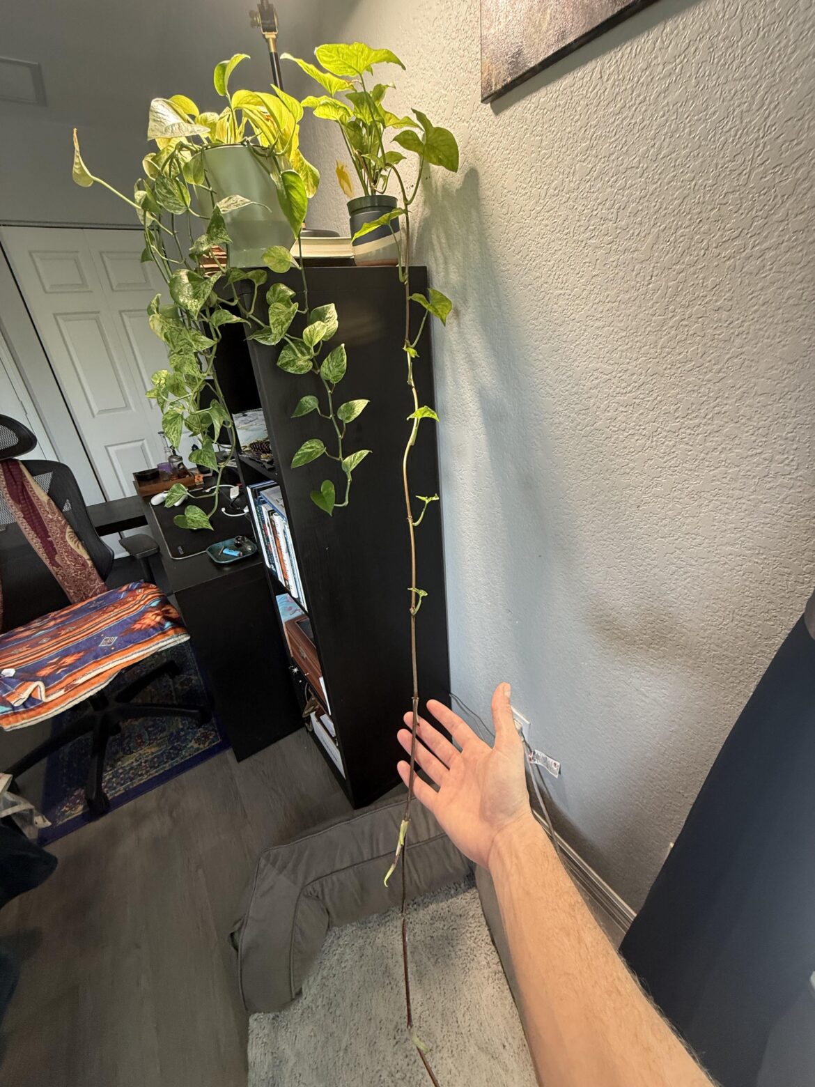 What to do with this syngonium vine?