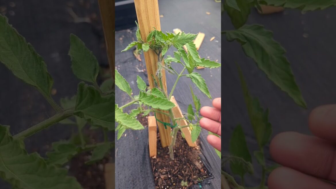 Tomato Plants Flowering Early Stage ! Get Faster & Better Production by doing this ! #tomato #viral