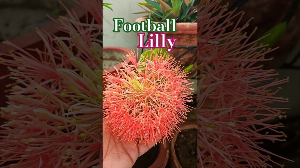 why football lilly🪴😍#subscribe #success #support #viral #views #like #pov #fypシ゚viral #trending #fyp