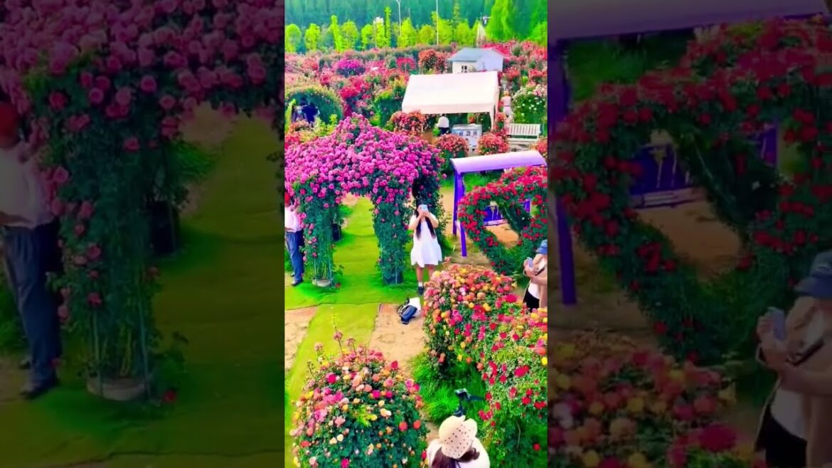 Garden Trends 2025: The Rise of Flower Power Garden Trends 2025: The Rise of Flower Power