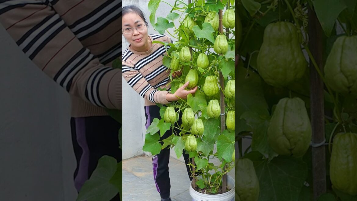 Techniques for growing chayote at home (Part 1)