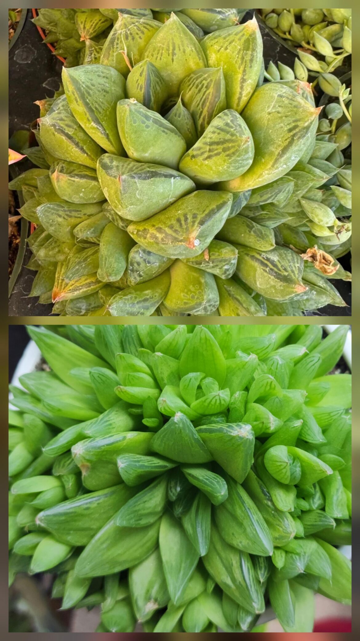 I recently bought the one on top, and it’s in the mail. I have the one on the bottom. Are they the same kind? I recently bought the one on top, and it's in the mail. I have the one on the bottom. Are they the same kind?