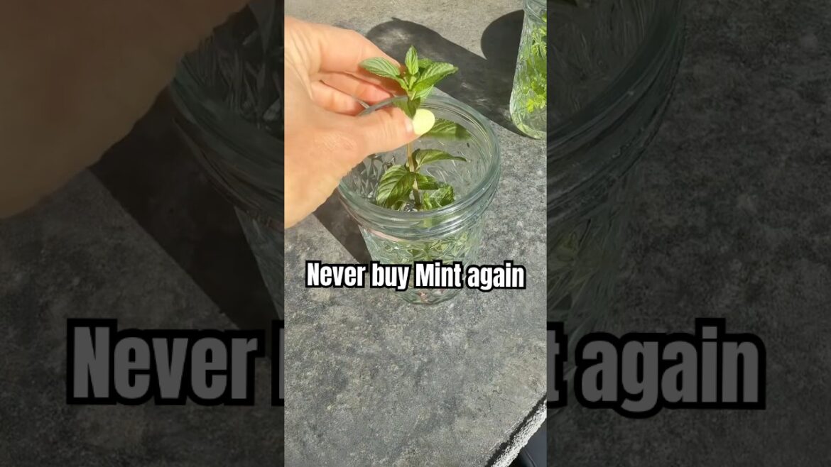 Never buy mint again!!! How to propagate mint! #garden #gardening #growyourownfood Never buy mint again!!! How to propagate mint! #garden #gardening #growyourownfood