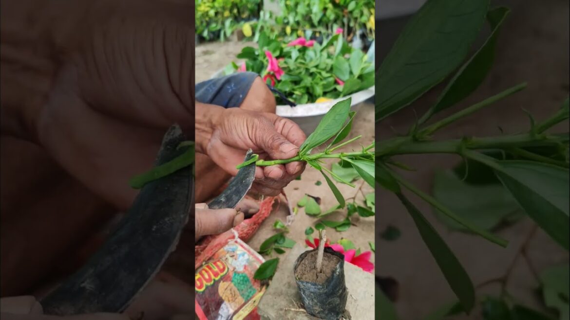 🌺 Hibiscus Cleft Graft – Step-by-Step Plant Propagation #shorts